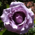 purple rose