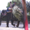 An elephant walking on the street in Jaipur, carrying a load of fodder