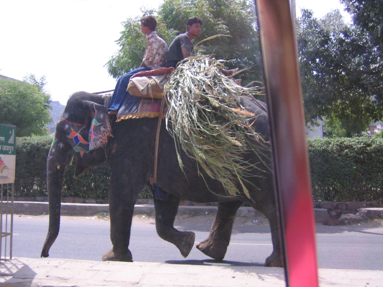 An elephant walking on the street in Jaipur, carrying a load of fodder