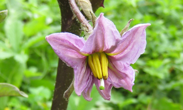 eggplant blossom
