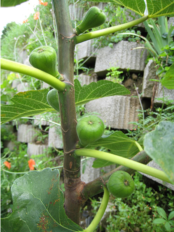 figs