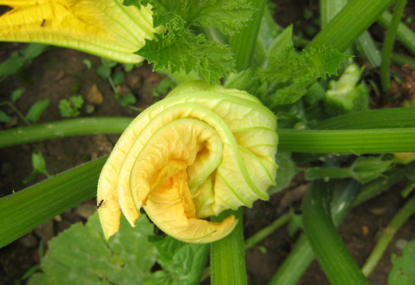 zucchini flower on the plant