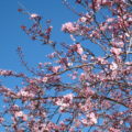 pink blossoms on a tree