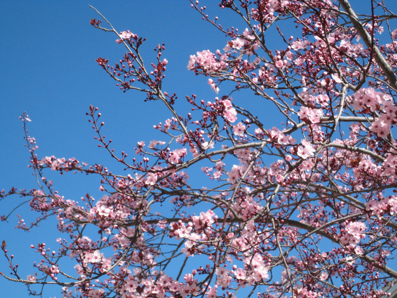 pink blossoms on a tree