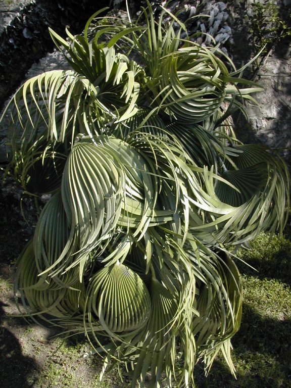 plant at Villa Monastero, Varenna, Lake Como, Italy