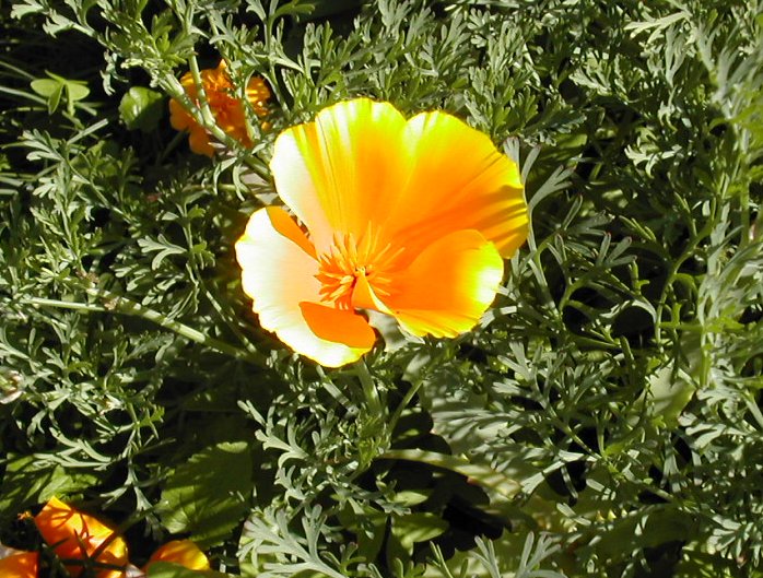 California poppy, Varenna, Lake Como, Italy