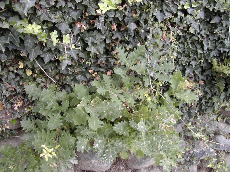 ivy-covered wall, Italian Alpine village