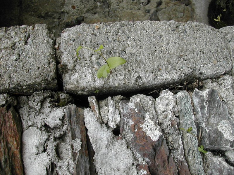 ivy growing out of a stone wall, Italian Alpine village