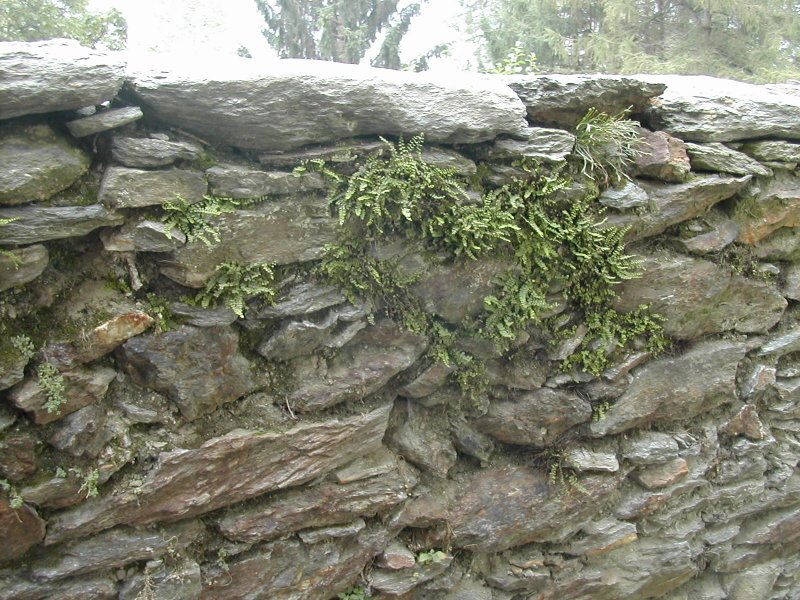 ferns on a wall, Italian Alpine village