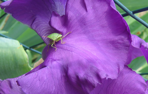 green bug on purple iris