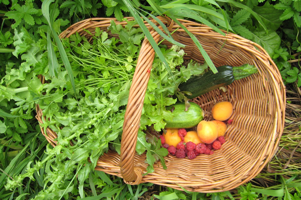 harvest in a basket