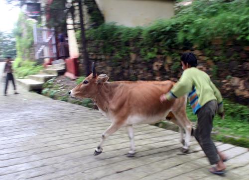 Mussoorie: cow on the path