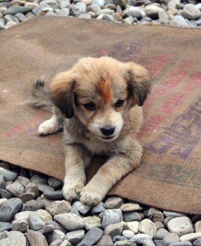 Mussoorie: puppy