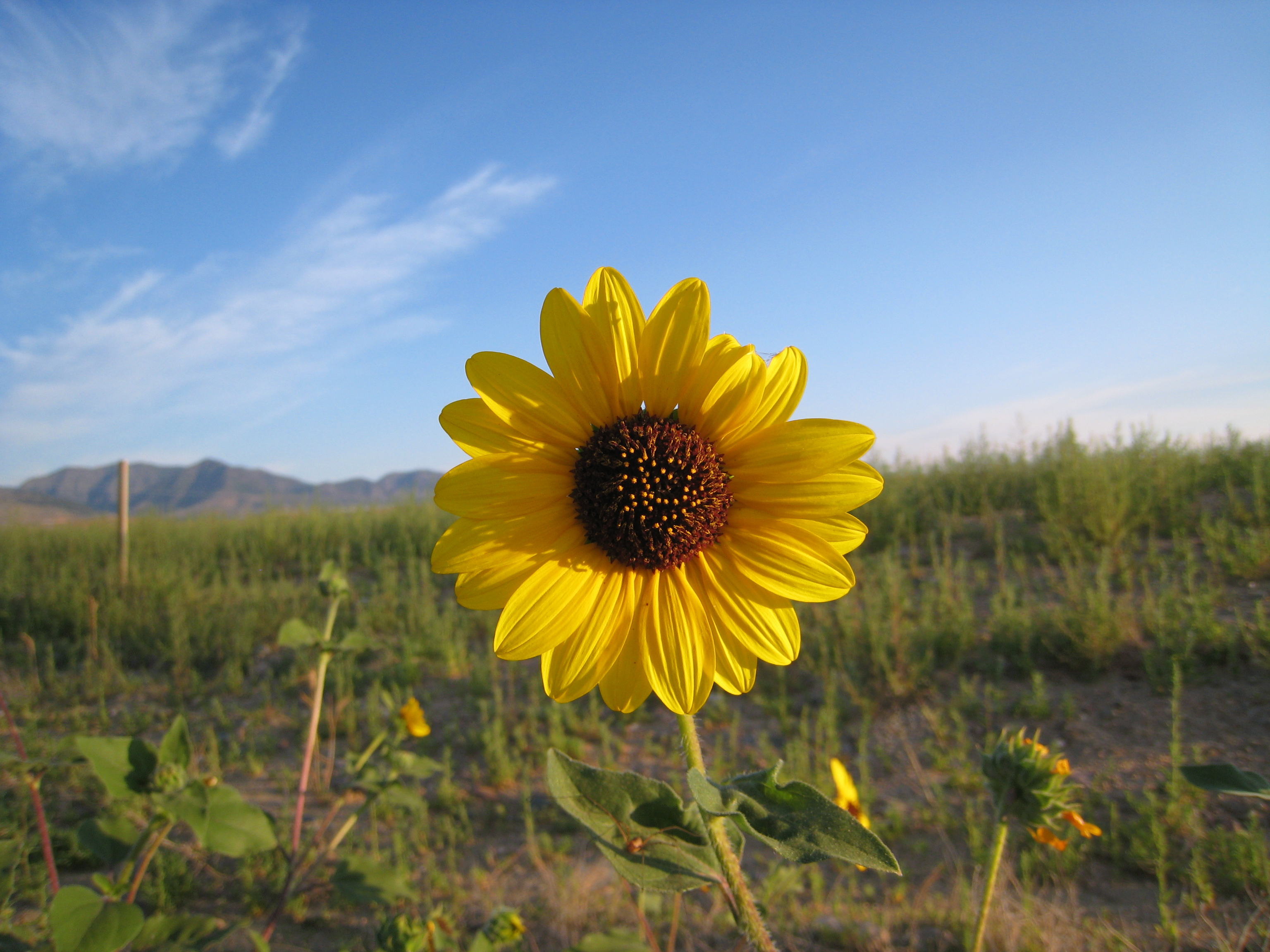 sunflower against a green field and blue sky