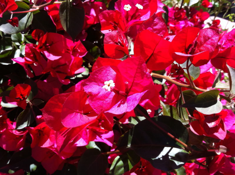 bougainvillea