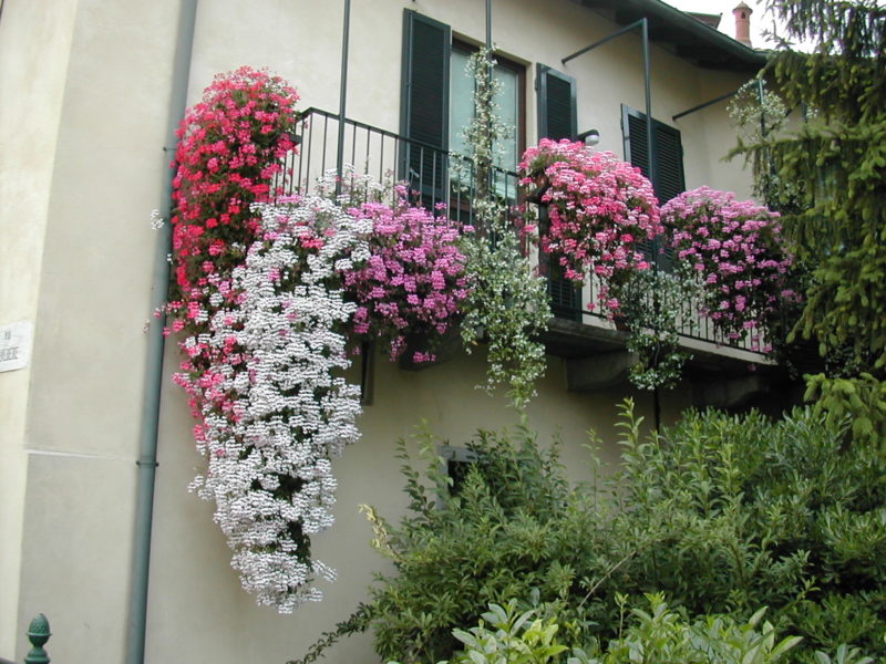 flowering balcony in Lecco.