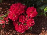 red rhododendron blossoms.