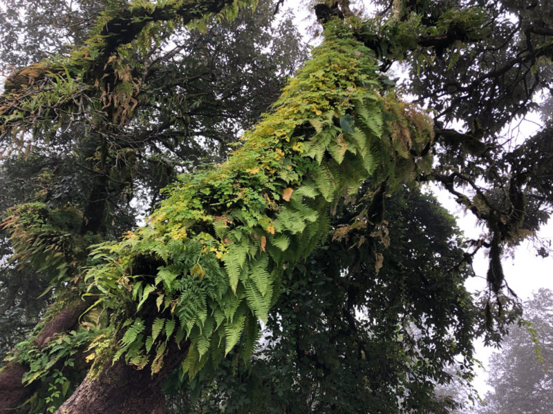 fern-covered tree trunk, Mussoorie.