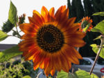 large red-yellow sunflower