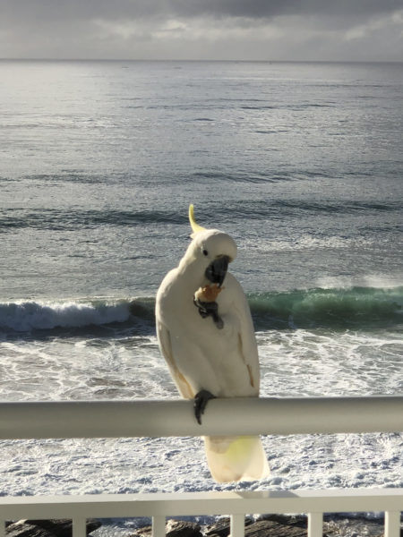 cockatoo perched on a railing, nibbling a piece of bread held in its talon, backdrop of ocean waves