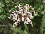 Australian flora, a bunch of tiny flowers with long, curvy parts, all growing from a central ball, in the manner of a Chihuly glass sculpture