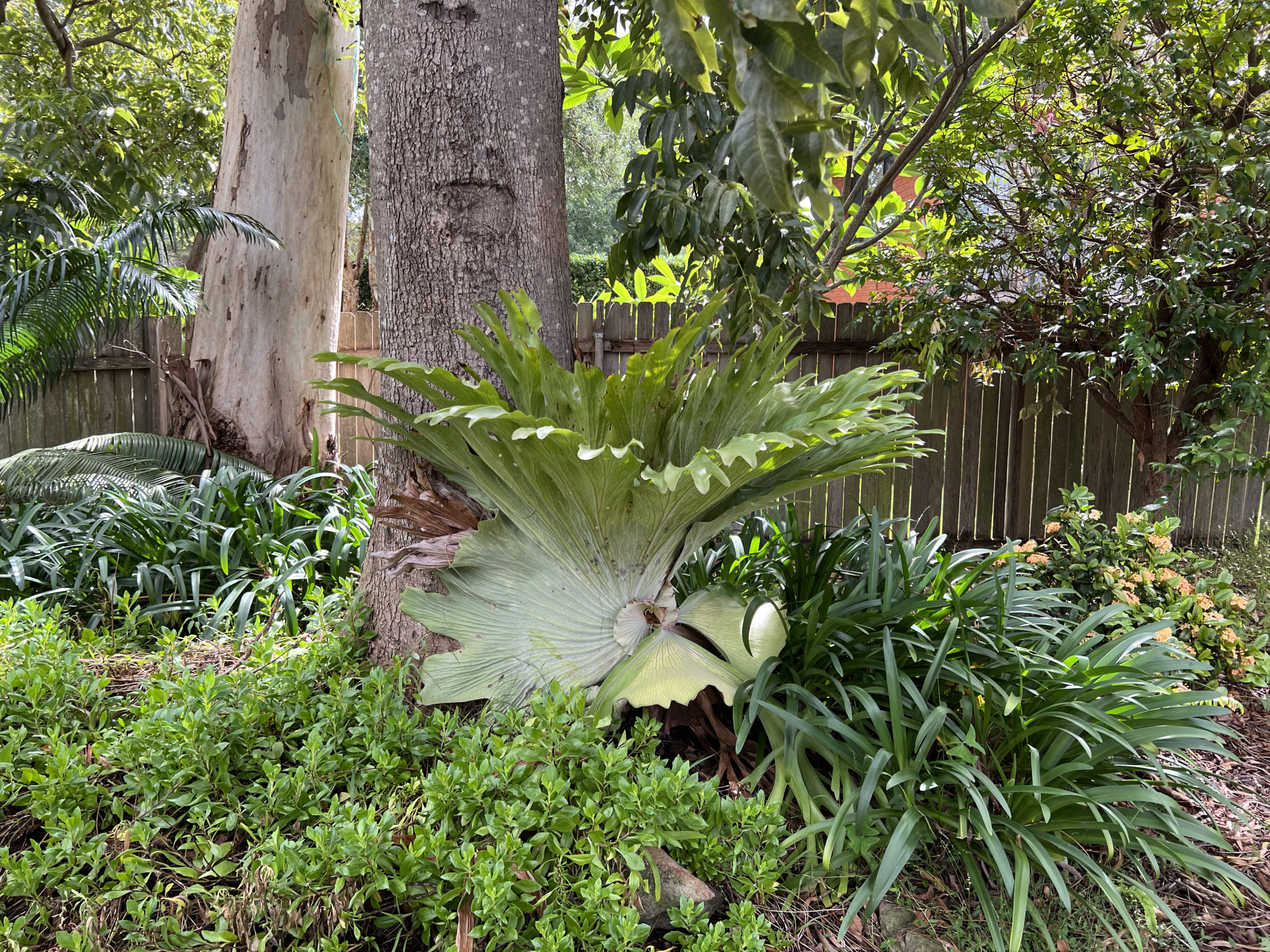 backyard tropicals