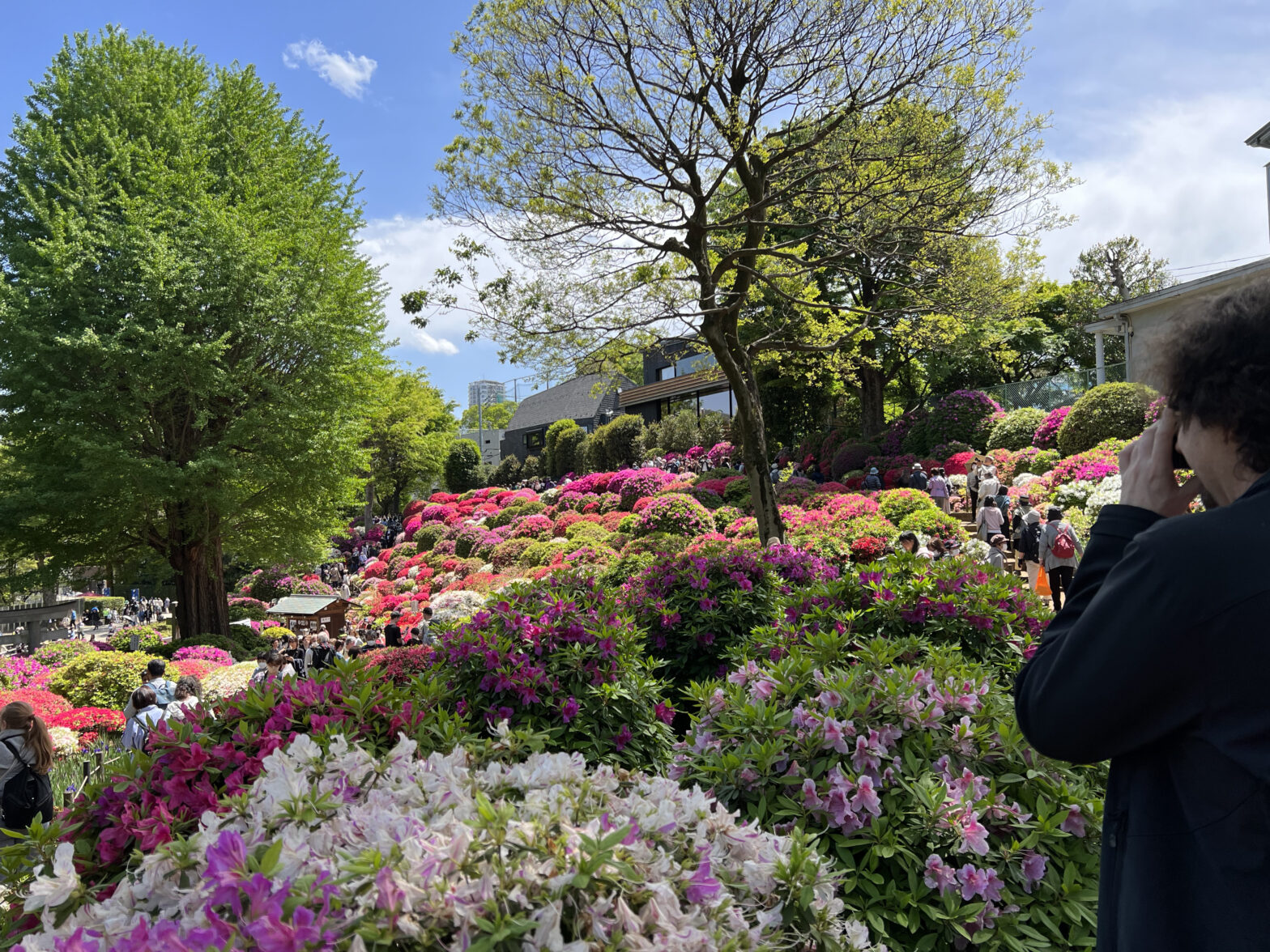 Brendan in profile, right foreground, photographing the hillside full of Azalea bushes, blooming in all shades of white, pink, magenta, and red