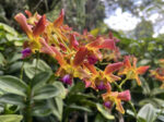 a spray of orchids at the Singapore Botanic garden, red yellow and magenta